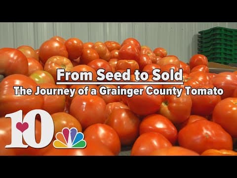 From Seed to Sold - The Journey of a Grainger County Tomato