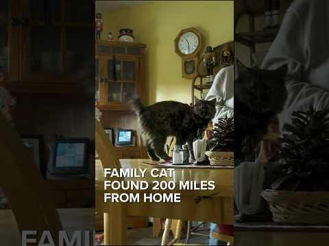 Family cat found 200 miles from home