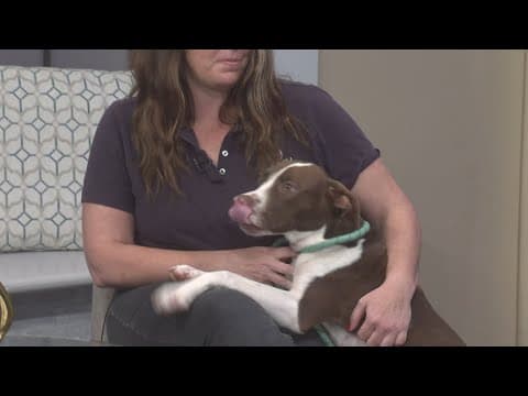 The importance of pet vaccinations