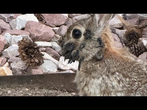 What we know about horned and tentacled rabbits seen in Colorado