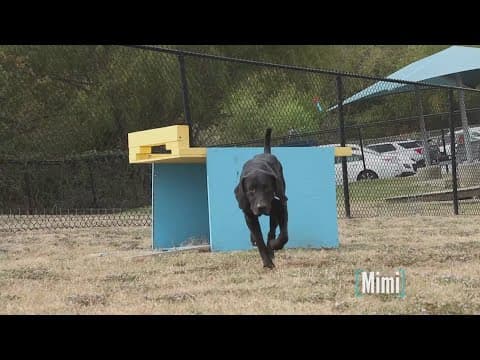 Tailwaggers: Meet Mimi