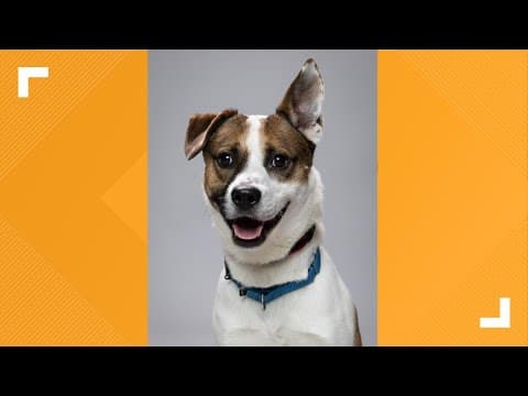 Pets of the Week: 9-21-2024