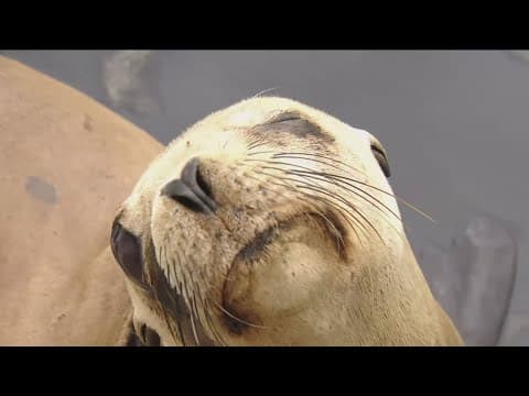 Fishing line recycling bins in San Diego protects local wildlife