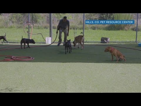 Hillsborough County shelter celebrates 150K pets saved over 13 years