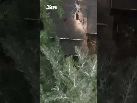 Tree falls onto Edmonds home during wind storm