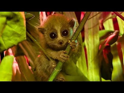 Rare pygmy slow loris born at Moody Gardens