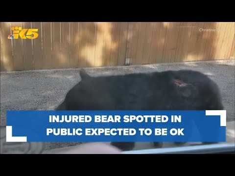 Injured bear spotted in public in Snohomish County retreats back into the woods