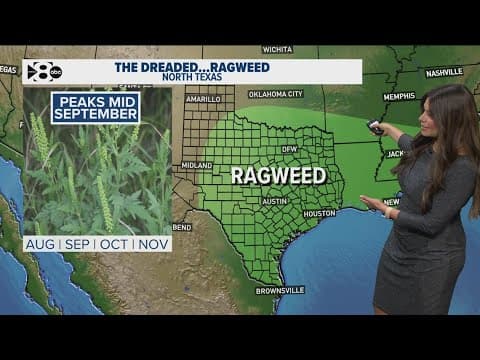 North Texas allergy forecast: High ragweed levels are expected to remain high this week