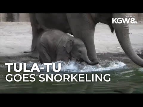 Oregon Zoo's baby elephant Tula-Tu learns how to swim