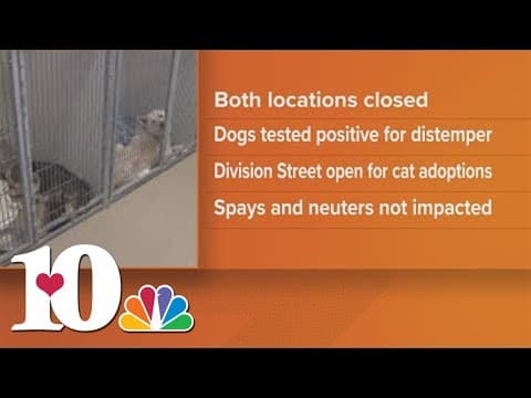 YWAC temporarily closes Division Street location after identifying more distemper cases