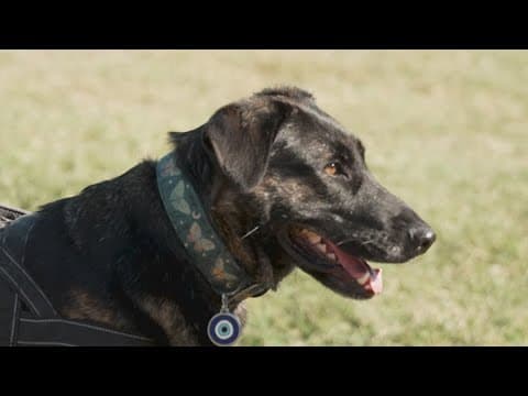 Frisco to launch public-private animal services facility, scheduled to open in 2027