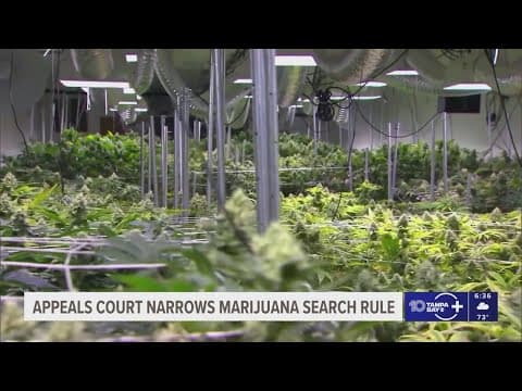 Tampa Bay appellate court says smell of marijuana alone isn't enough for vehicle searches