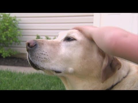 Lake Dallas Animal Shelter permanently closes