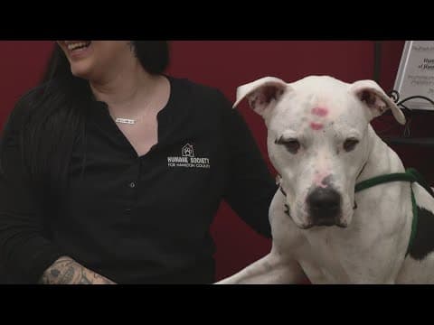 Hamilton County animal shelter facing overcrowding crisis