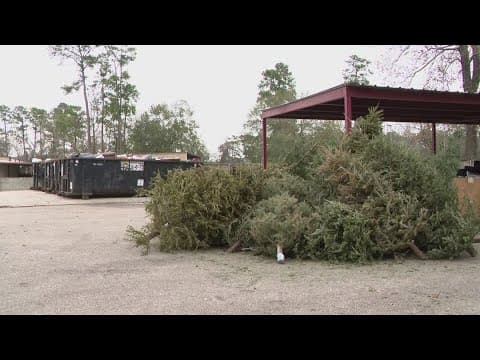 Old Christmas trees once destined for the landfill to be sunk in Lake Conroe