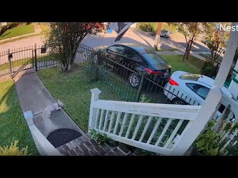 Gone again! Scrim, Mid-City's runaway dog escapes home in New Orleans