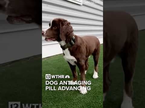 Pill to extend a dog’s life gets FDA stamp of “Reasonable Expectation”