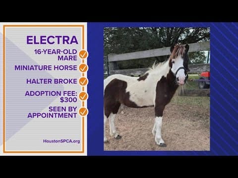 Miniature horse named Electra up for adoption at Houston SPCA