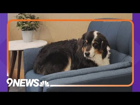 Officer reunites lost dog with owner after it walked into Colorado police station