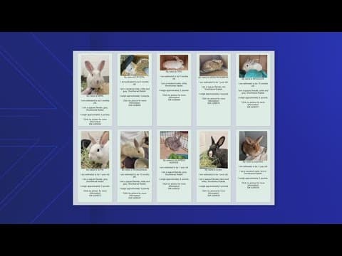 Loudoun Co. shelter takes in 40+ rabbits, offers adoption special