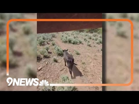 Colorado Parks and Wildlife kills wolf after chronic livestock attacks