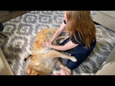 Woman uses CPR to save her dog who stopped breathing after accident with another dog