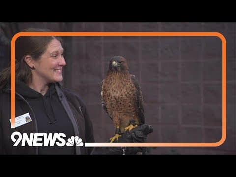 Sunrise Safari Zoo: Slash the red-tailed hawk