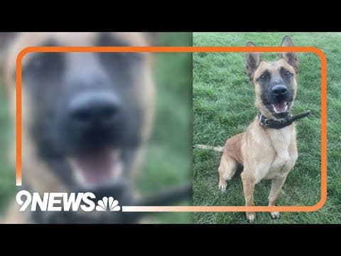 Colorado Springs Police K9 critically injured in stabbing