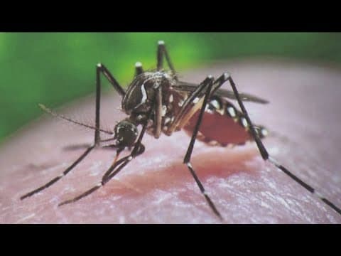 First locally acquired dengue case reported in San Diego County
