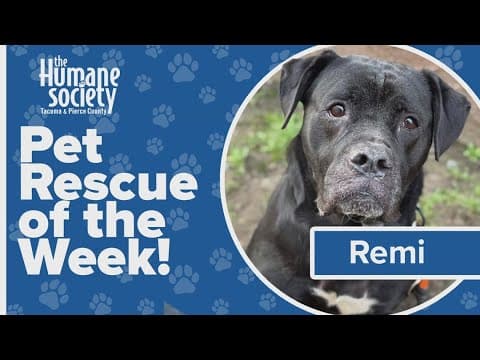 Pet Rescue of the Week: Remi