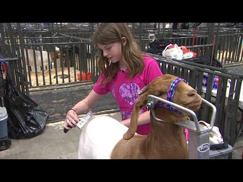 Thousands of families spend their Saturday prepping for RodeoHouston livestock shows