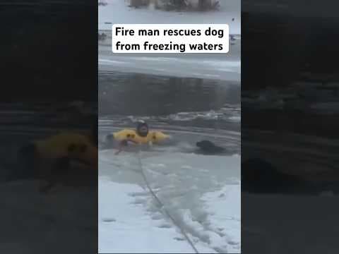 Fireman rescues dog from freezing waters