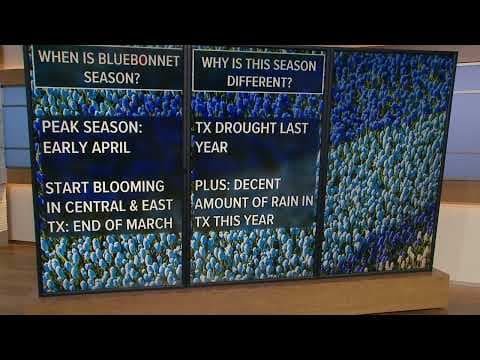 When is bluebonnet season?
