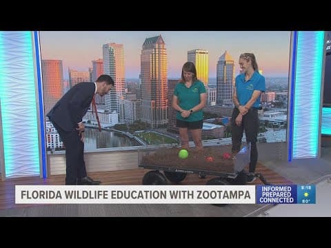 ZooTampa to expand manatee critical care center