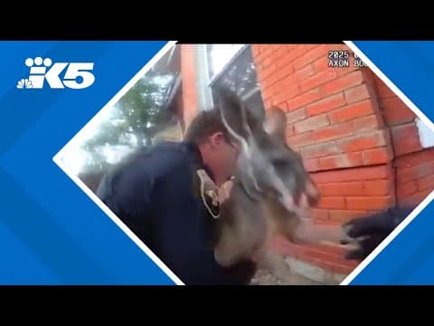 Fugitive pet kangaroo captured in Colorado