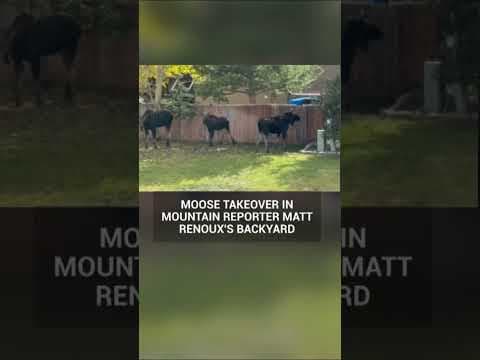 Moose relax in Colorado backyard