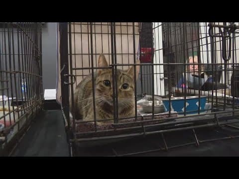 Local roofing company teams up with IACS for animal adoption event