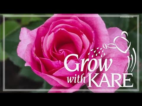 Grow with KARE: Royal Flowers
