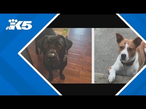Deputies search for suspect who killed 2 dogs on Whidbey Island