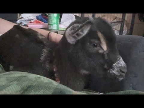 Pet goat found decapitated in West Harris County family's backyard