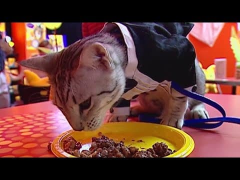 Looking for a new furry friend? Brandywine Valley SPCA has a deal for you | Where's the Money?