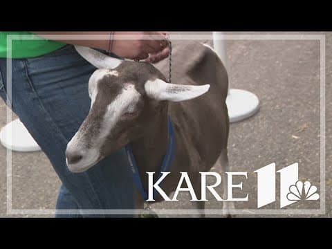 4-Hers and their animals stop by the KARE 11 Barn at the Minnesota State Fair