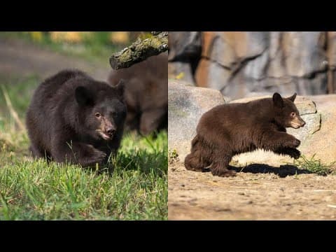 Black bear cubs to make debut at Columbus Zoo and Aquarium on Sept. 2