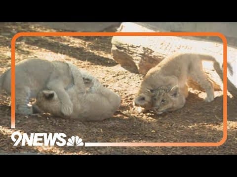 LIVE: Lion cubs make public debut at Denver Zoo