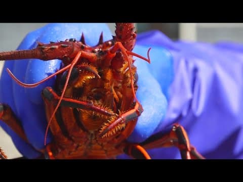 China stops buying spiny lobsters due to trade tariffs, hurting San Diego fishermen