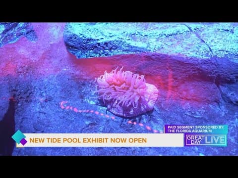 New Tide Pool exhibit opens at the Florida Aquarium