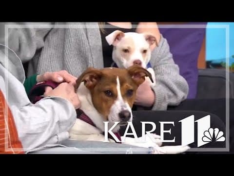 The Bond Between: Pop-up puppy adoption event