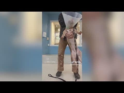 IndyHumane ‘dog dangler’ brings attention to overlooked shelter dogs