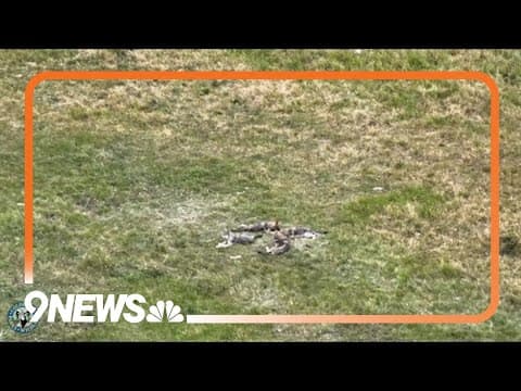 Colorado wildlife officials confirm at least 6 pups in One Ear Pack