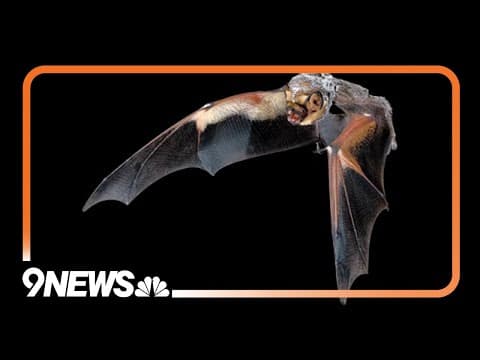 Rabid bat found in Larimer County